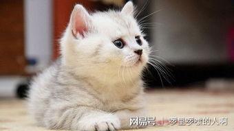 吃瓜娱乐绿茶猫